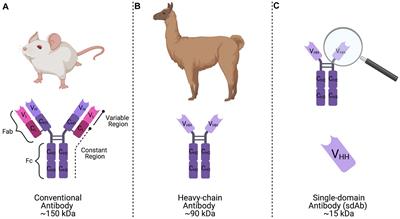 Expression of anti-chikungunya single-domain antibodies in transgenic Aedes aegypti reduces vector competence for chikungunya virus and Mayaro virus